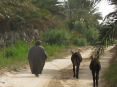 un agriculteur bedouin prend le chemin vers son oasis 