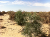 Waste water irrigation for fodder production in the desert