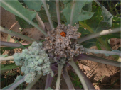 Oasis biodynamique de Hazoua