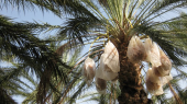 Farmers foundet a cooperative and working together to produce dates in the Demeter way.