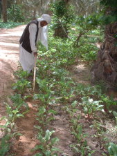 This Dates from Tunisia do not only taste delicious but are also cultivated a special and environment friendly way